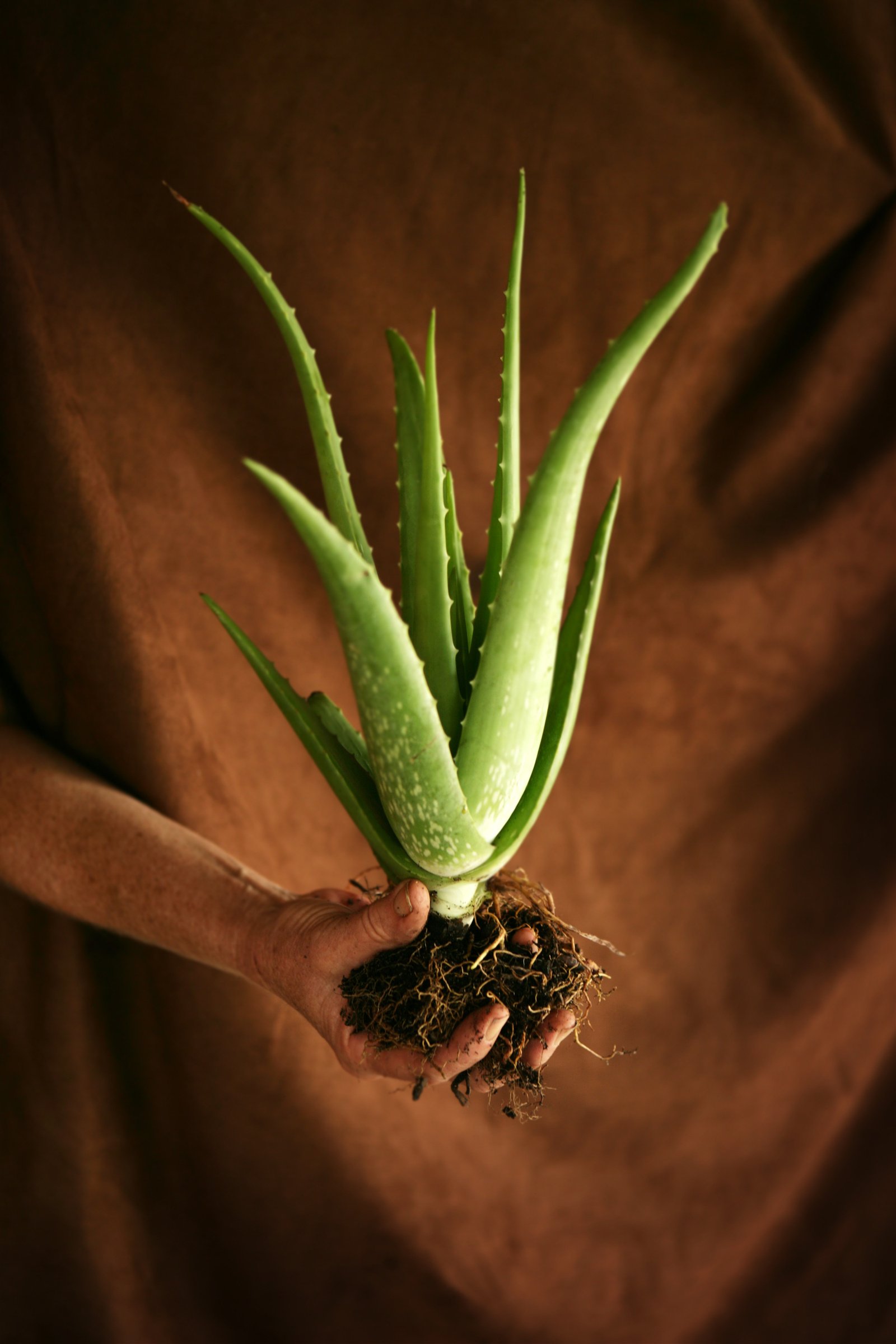 Aloe Vera